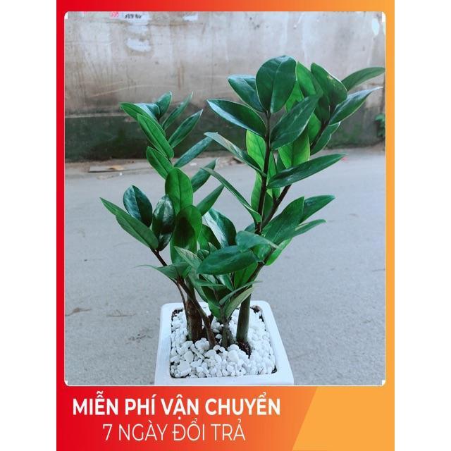 Chậu Kim Tiền Thái