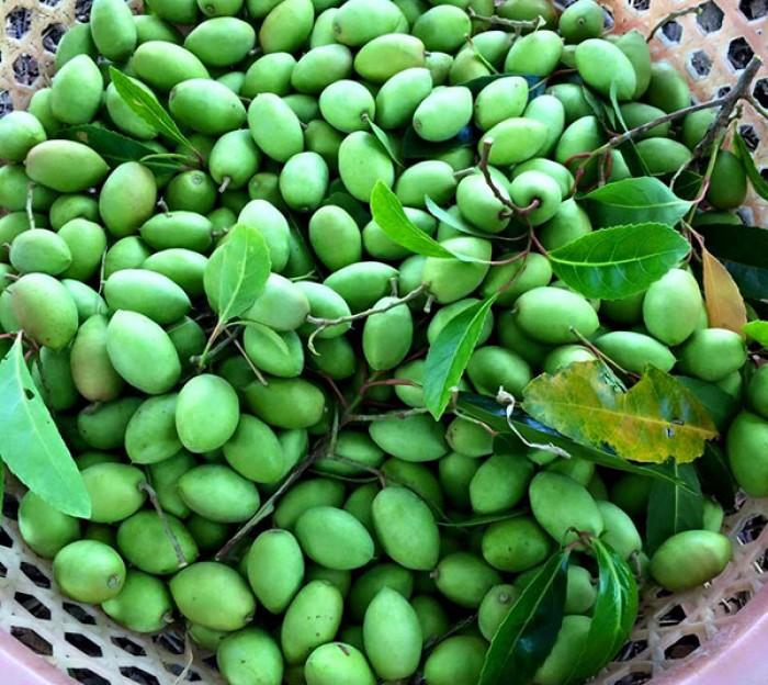 Cây trám trắng, cây trám trắng ghép, cây nguyên bầu, cam kết cây giống