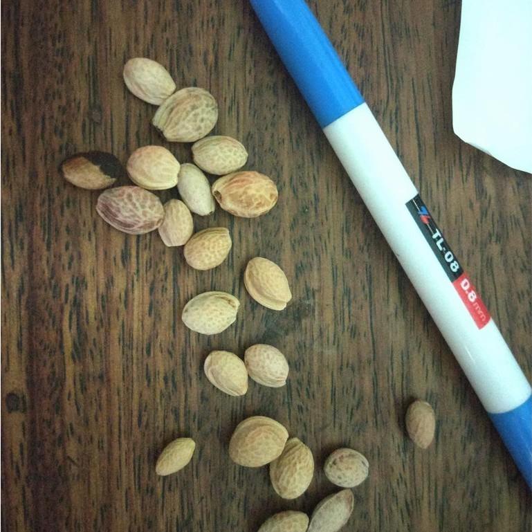 Hạt giống hoa anh đào nhật 10 hat