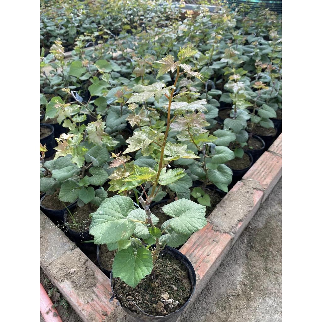 Cây giống nho ngón tay, giống cây ăn quả nhập ngoại, cây giống cao 30cm, giống khỏe đã được thuần chùng dễ trồng