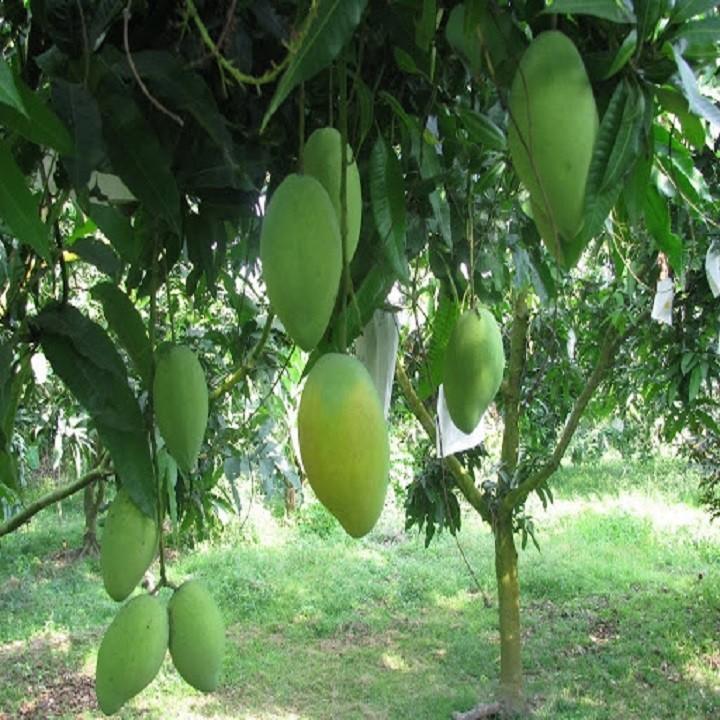 CÂY GIỐNG XOÀI THÁI SIÊU QUẢ