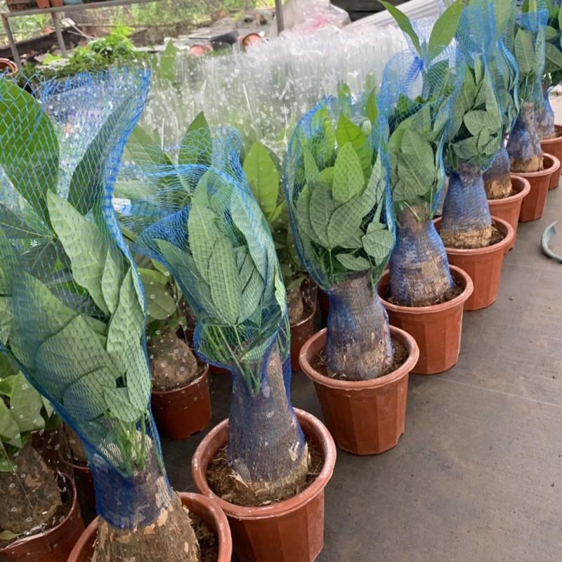 Cây kim ngân to bán kính 35-40cm, nhánh lá xum xuê, xanh bóng quanh năm, cây cảnh phong thuỷ để bàn, trang trí nội thất