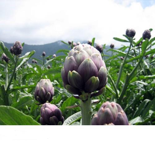 Hạt Giống Cây Atiso Tím Đà Lạt-Gói 5 hạt/tặng kèm gói phân bón lót