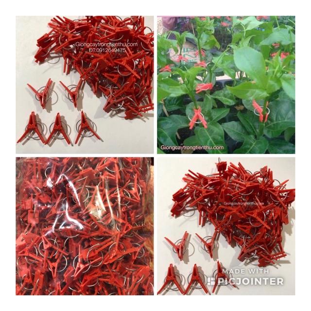 KẸP GHÉP CÂY GIỐNG CHANH DÂY nhập khẩu 1kg