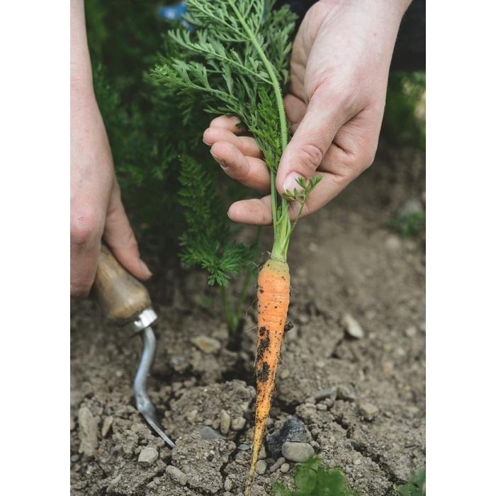 Hạt giống cà rốt ti hon ( cà rốt mini ) F1 KNS3275 - Gói 0.1gram