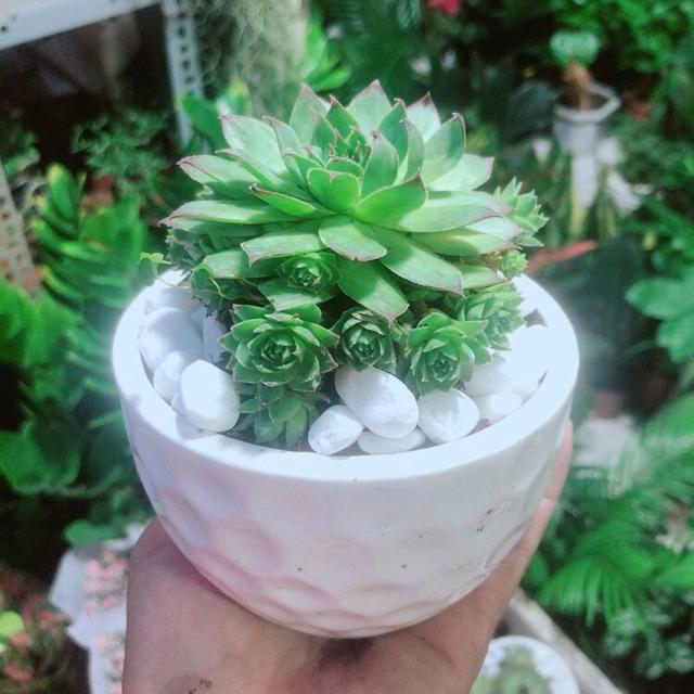 Phật Bà Xanh Kèm Chậu Sứ