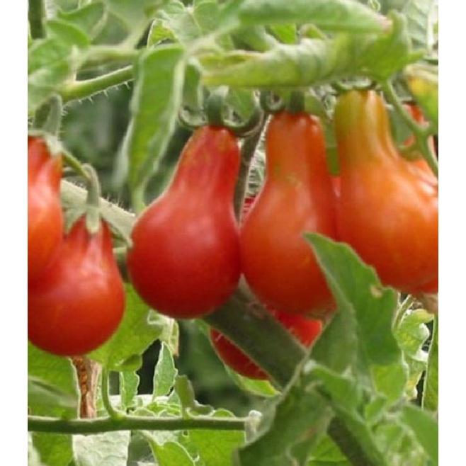 Hạt giống cà chua quả lê đỏ dể trồng f1- Gói 20 hạt-tặng kèm gói phân bón lót