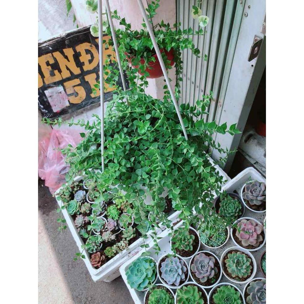 Giỏ cây lá tim treo Bán Chạy