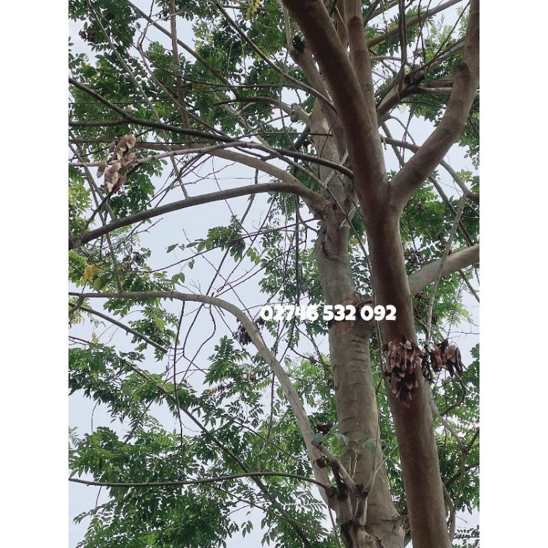 HẠT GIỐNG GỖ SƯA ĐỎ QUÝ