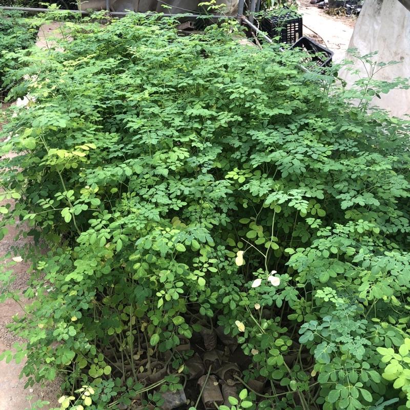 Combo 2 cây chùm ngây một loại cây có giá trị dinh dưỡng cao.