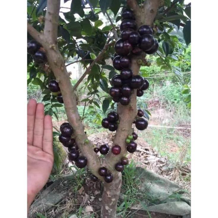 Sản phẩm Nho thân gỗ