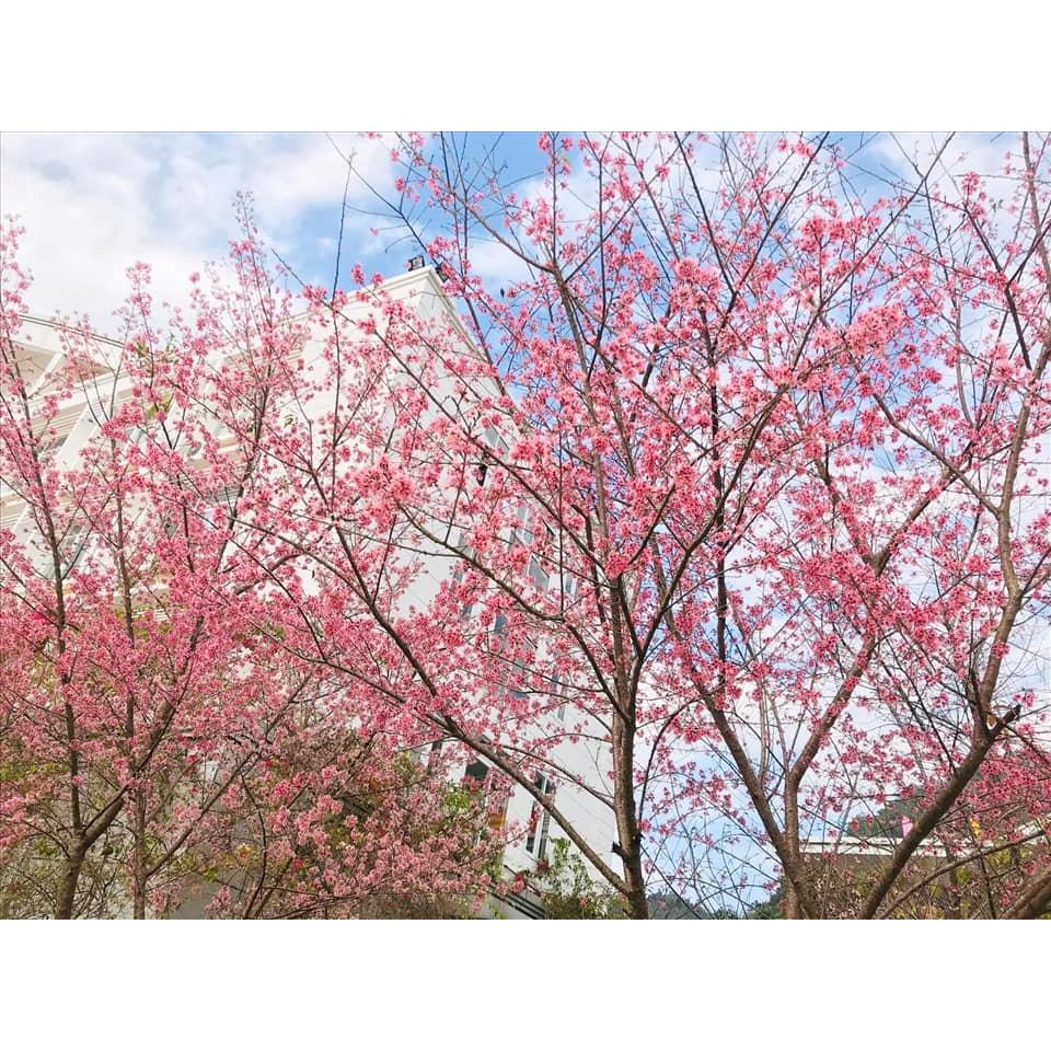 Cây mai anh đào cao 60cm