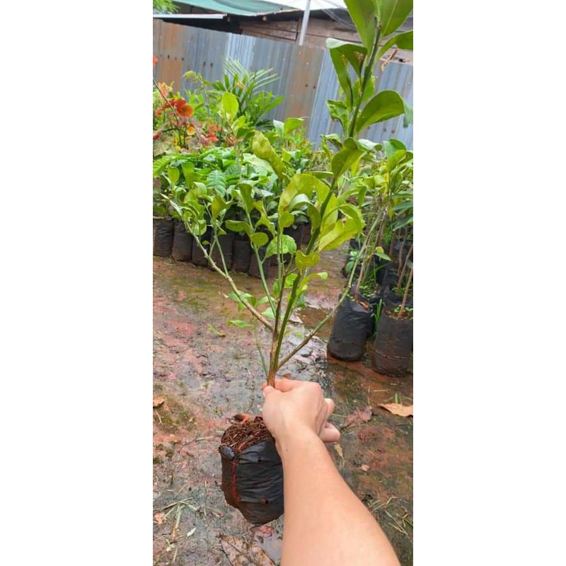 Cây giống chanh tứ quý
