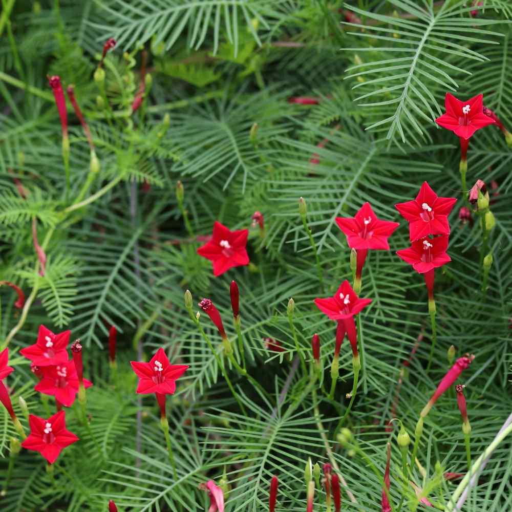Hạt giống hoa dây leo tóc tiên đỏ
