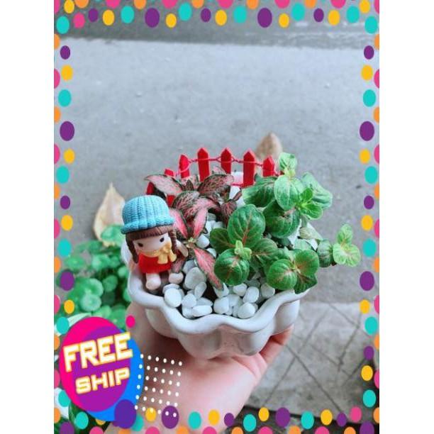 Chậu Cẩm Nhung Có Trang Trí