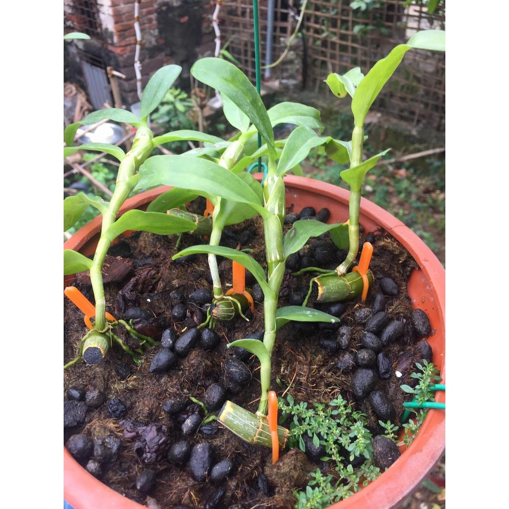 Hoa phong lan trầm rồng đỏ