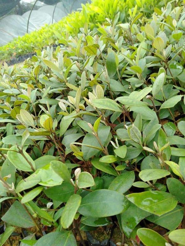 Com bo 4 cây sim ăn quả cây đẹp giống chuẩn