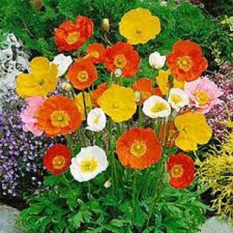 Hạt Giống Hoa Poppy Đơn Nhiều Màu - Gói 50 hạt