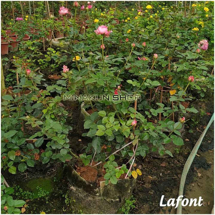 Hoa hồng ngoại bụi Lafont Rose siêu thơm cây to sum - MinaKun Shop