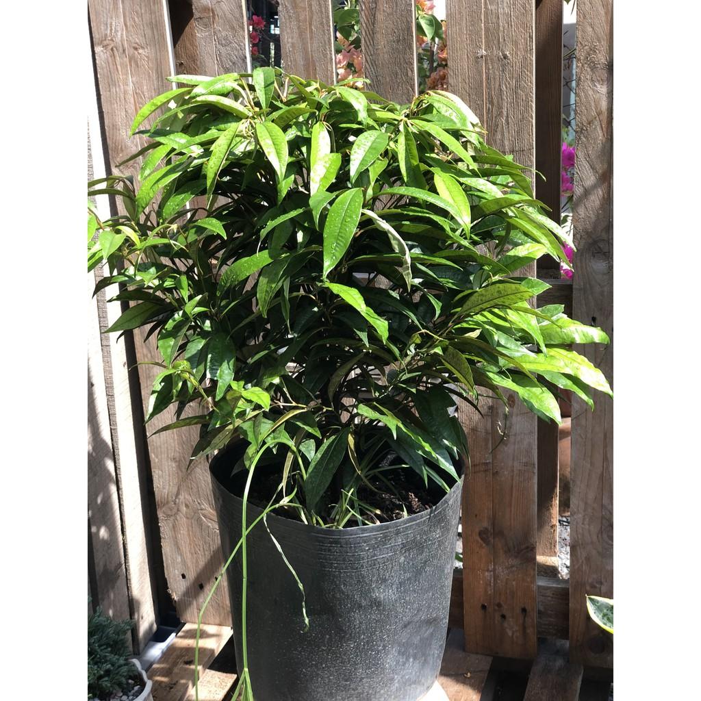 Cây Vú Sữa lò rèn Vĩnh Kim cao 70 - 90 cm