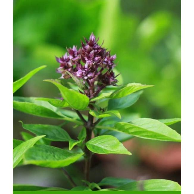 Hạt giống rau húng quế lá to KNS330 - Gói 2gram