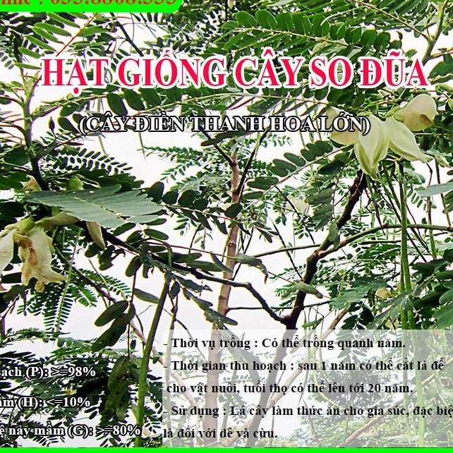 Hạt Giống Cây So Đũa – Điền Thanh Hoa Lớn - Giống Cỏ Chăn Nuôi - Hạt Giống Cỏ Chăn Nuôi.