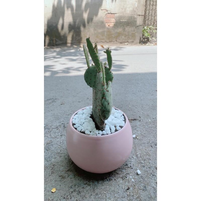 Chậu Cây Xương Rồng