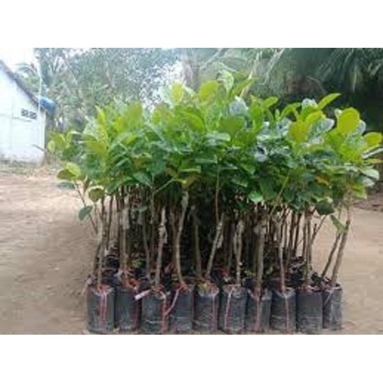 CÂY GIỐNG MÍT KHÔNG HẠT SIÊU NGỌT.CAM KẾT GIỐNG CHUẨN, BẢO HÀNH CHUẨN F1