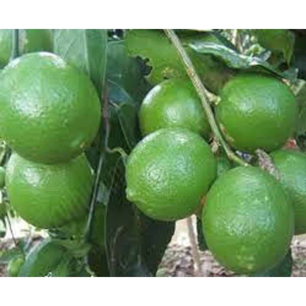 CÂY GIỐNG CHANH NÚM SIÊU QUẢ, SIÊU SỚM.