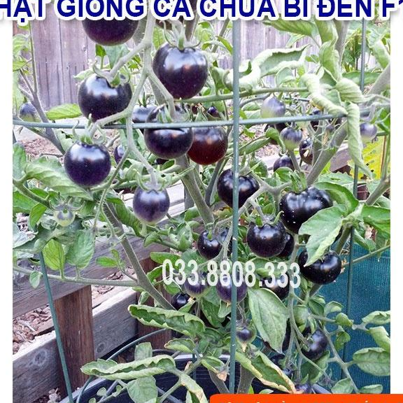 Hạt giống cà chua bi đen - quả to đẹp