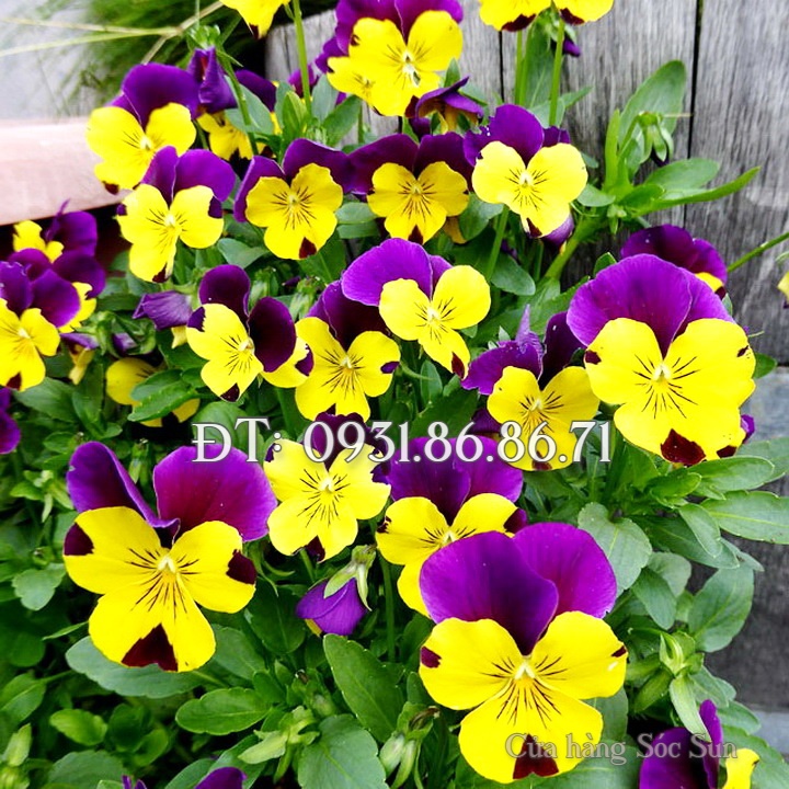 Hạt giống hoa Pansee – Bịch 10 hạt – Mã số 1151