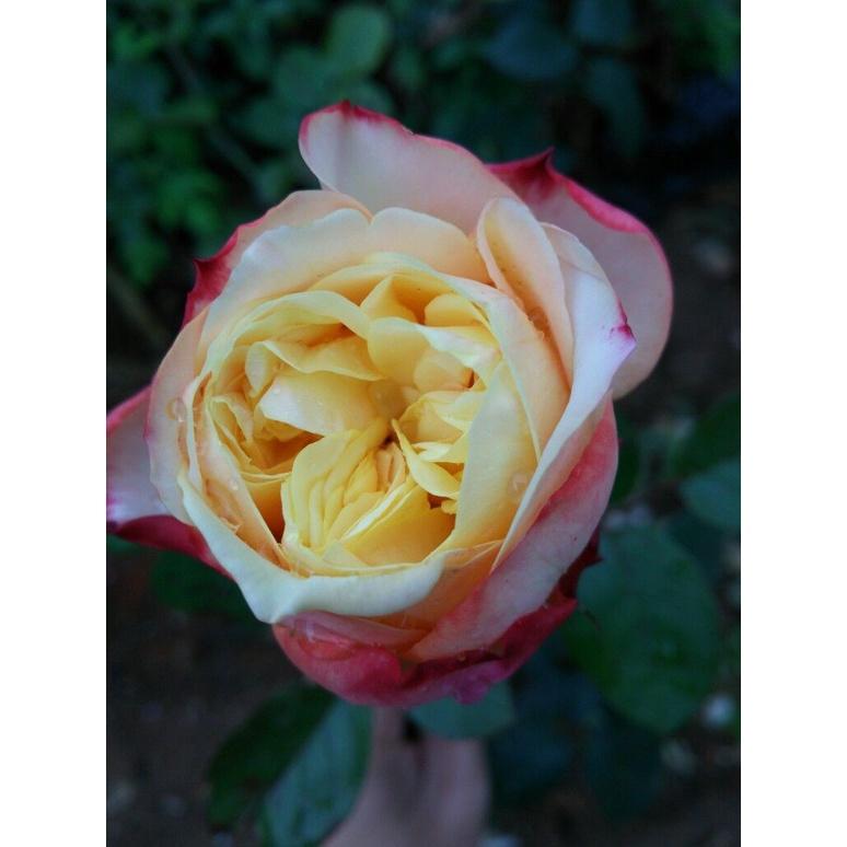 Hoa hồng leo Kordes’ Jubilee rose - bầu vải, cây to lớn, già