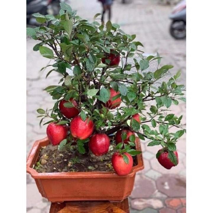 CÂY GIỐNG TÁO ĐỎ TÂN CƯƠNG , CAM KẾT GIỐNG CHUẨN F1
