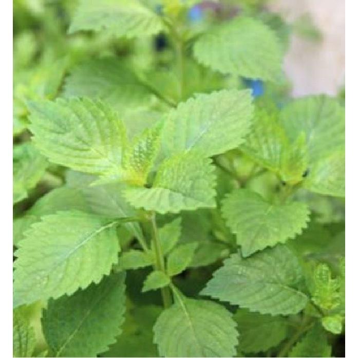Hạt giống rau kinh giới cao sản KNS3234 - Gói 2gram