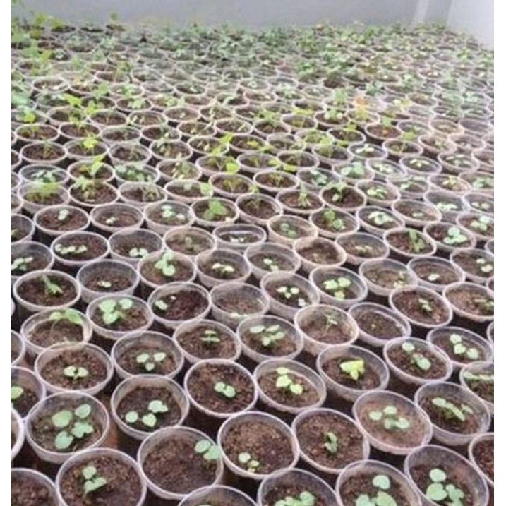 Hạt giống cây nhân sâm hàn quốc-gói 5 hạt/tặng kèm gói phân bón