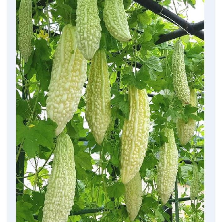 Hạt giống Khổ qua bạch tuyết - 1 gói 10 hạt