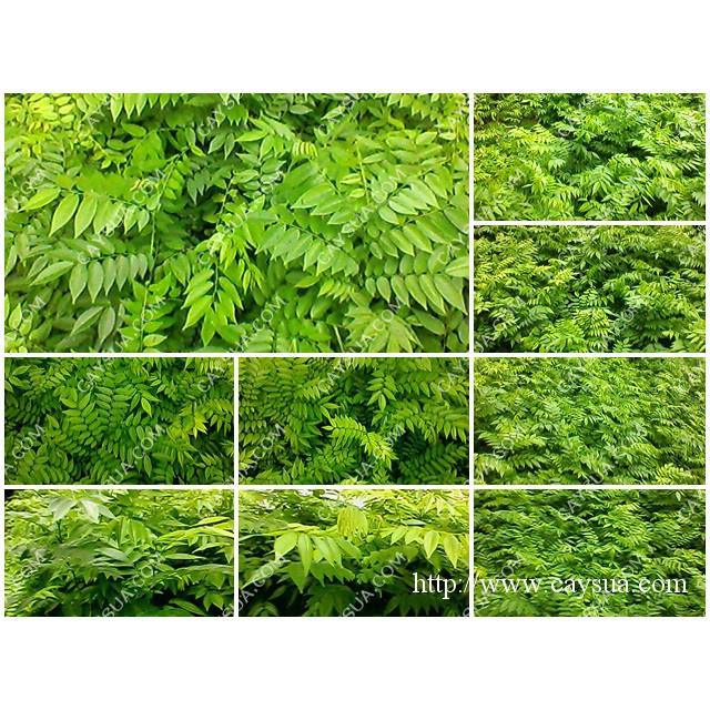 COMBO 2 BẦU CÂY GIỐNG CÂY SƯA ĐỎ