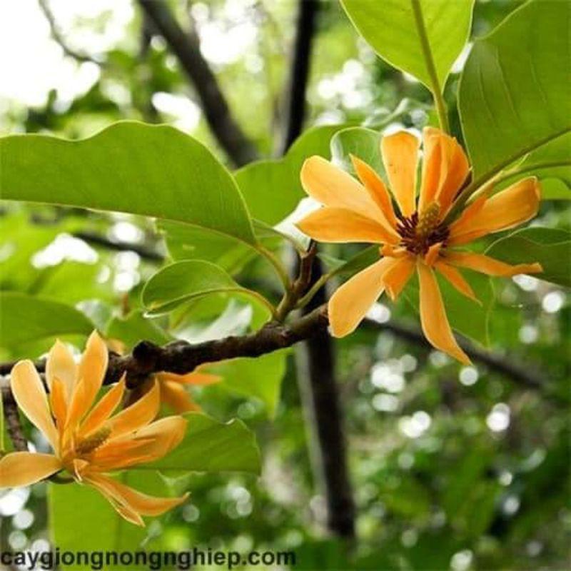 Ngọc Lan Hoa vàng,thơm-đẹp-lạ