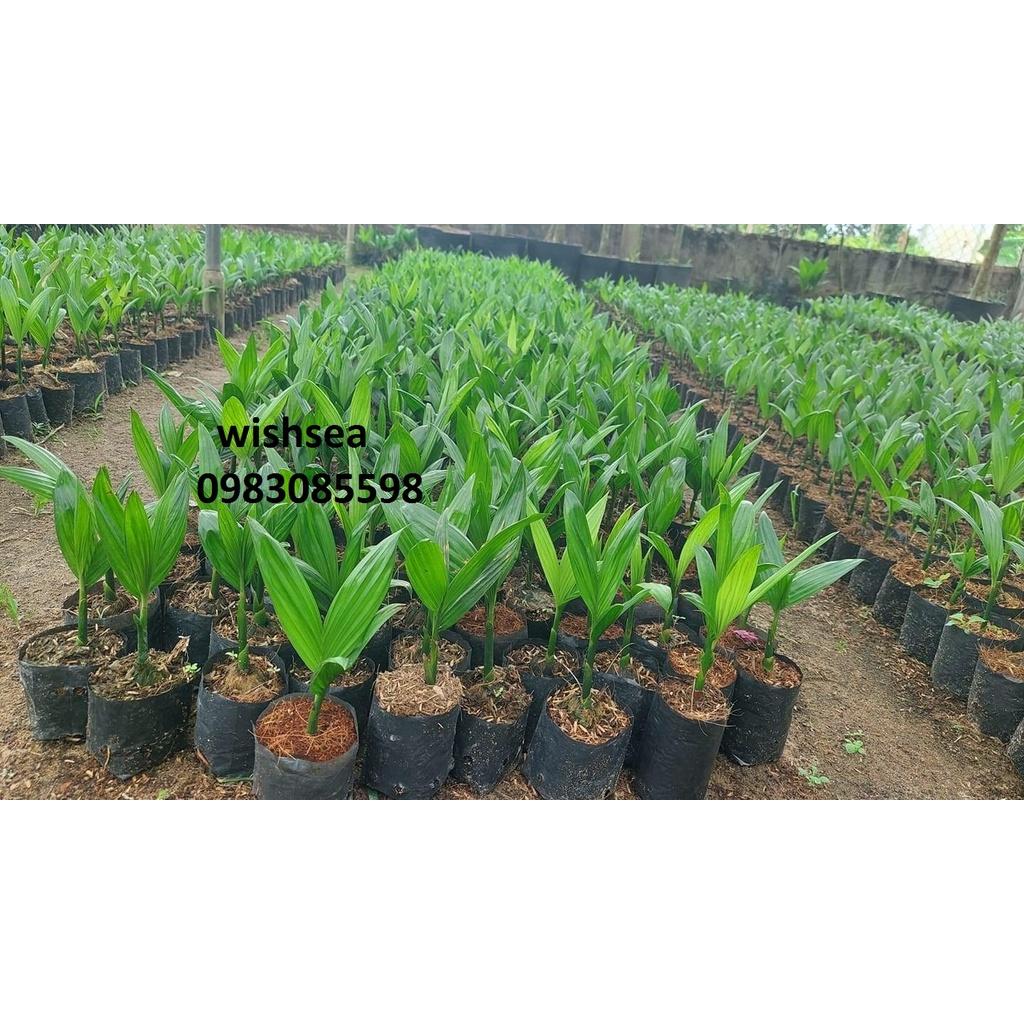 Cây cau tứ quý