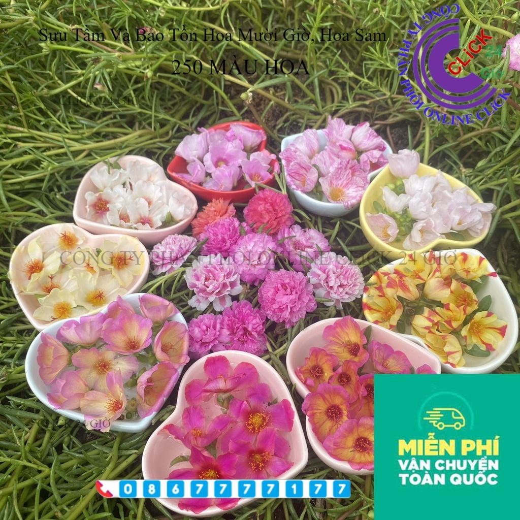 Combo Hoa Mười Giờ Mỹ Thái Kép Sam Đơn Dành Cho Người Sưu Tầm