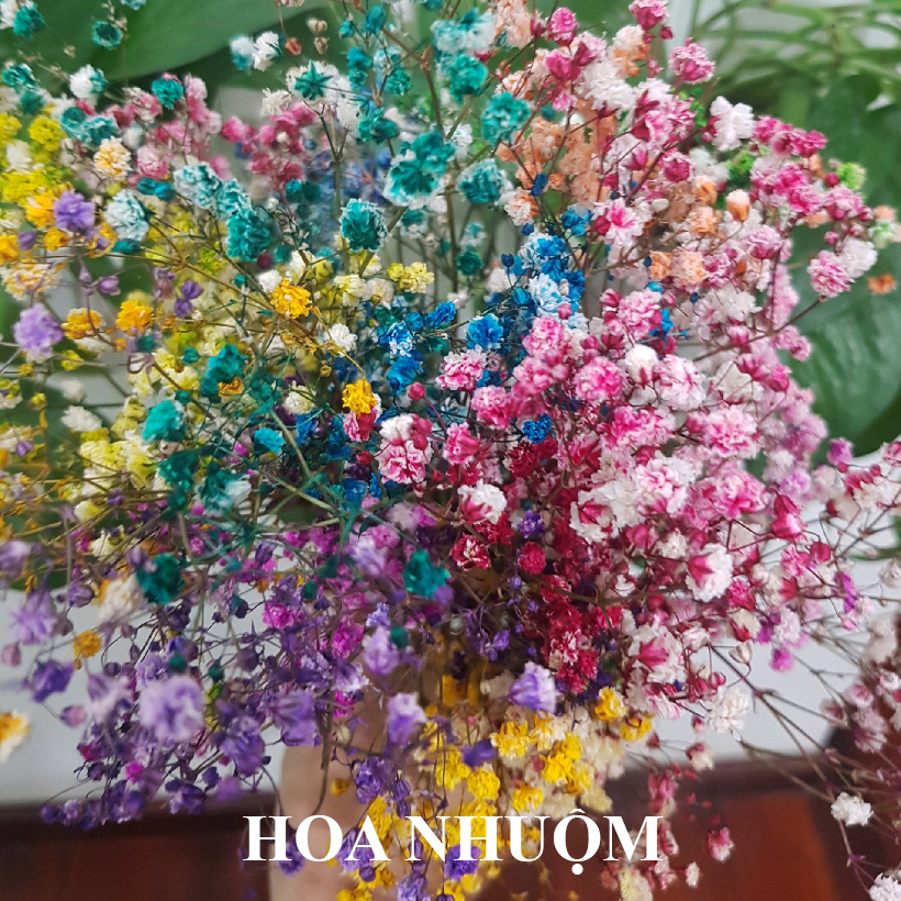 Dung Dịch Nhuộm Hoa Cắt Cành Đổi Màu theo Công Nghệ Israel giúp hoa nhuộm đổi màu theo ý muốn – The Color Sodium for Fresh Flowers