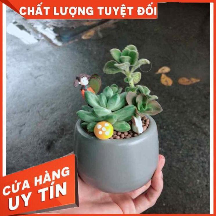 Chậu sen đá tiểu cảnh Nhiều Người Mua