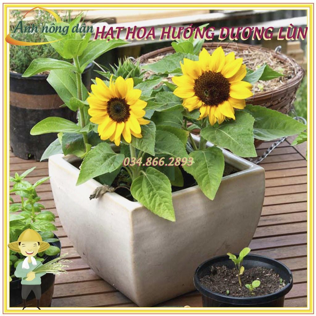 Gói 30 Hạt giống hoa hướng dương lùn hoa đơn F1 nở hoa đều
