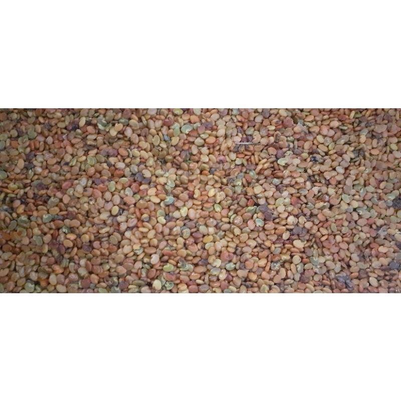 500 gram muồng vàng hạt lớn