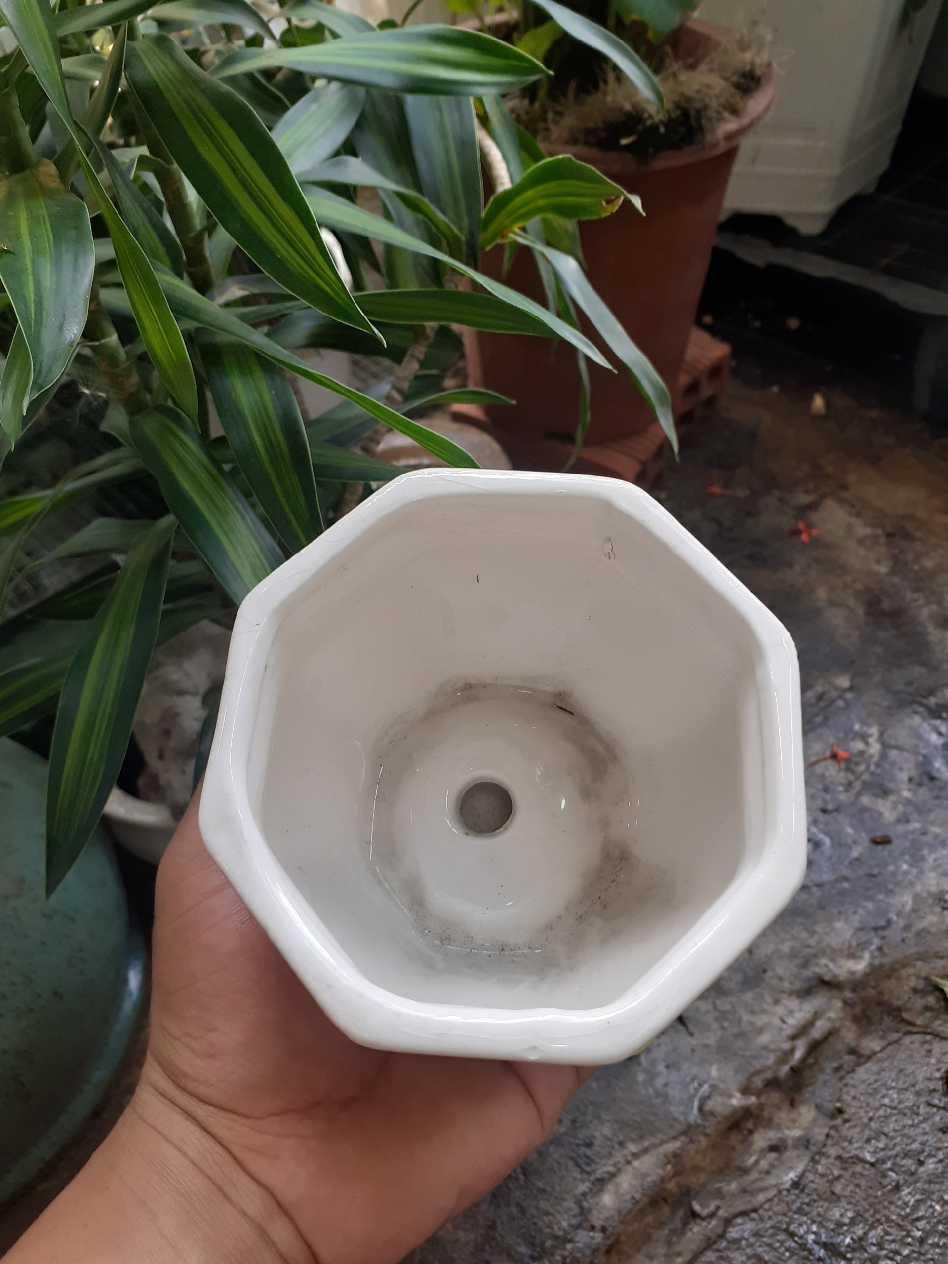 Chậu sứ kèm dĩa thơ thuỷ trúc bát giác đẹp tinh khiết