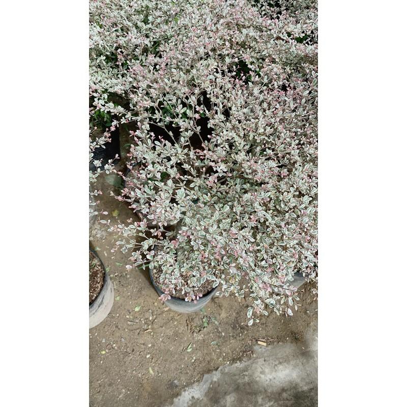 Cây Bàng Nhật