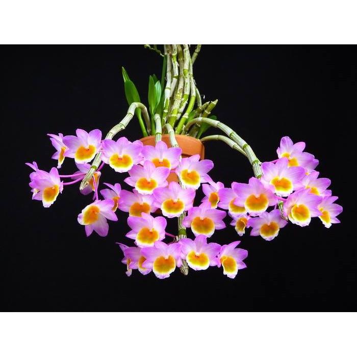 LAN LONG TU ĐÁ- LAN RỪNG - GỬI ĐI NGUYÊN GIÒ