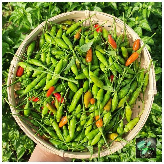 Hạt giống ớt xiêm rừng, đóng gói 0.2gr