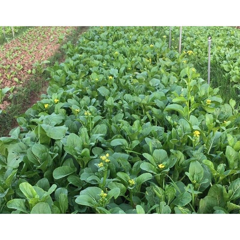 20gr Cải ngồng cây lớn cao sản