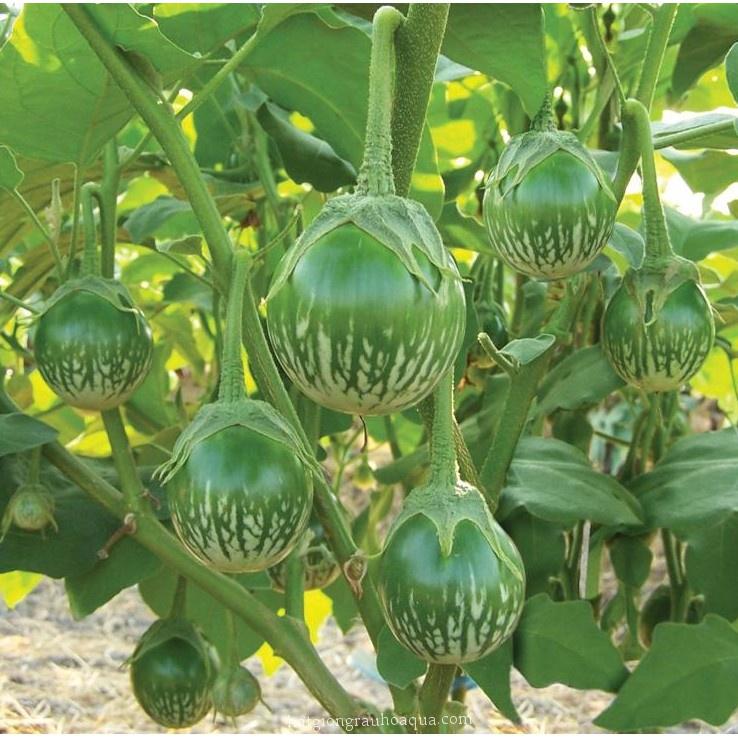 Hạt giống Cà bát ta da ếch - 1 gói 2gram